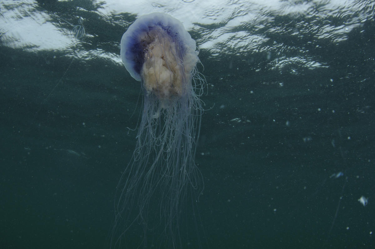 <p>Bonjour Pascal,</p><p>Oui pour la méduse Cyanea lamarckii</p>