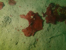 cyano, bryo, autre chose encore ?