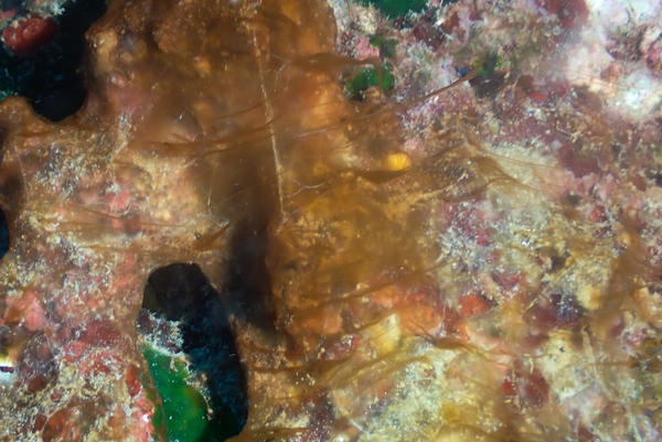 Cyanobactérie ? Si oui précisions ?
