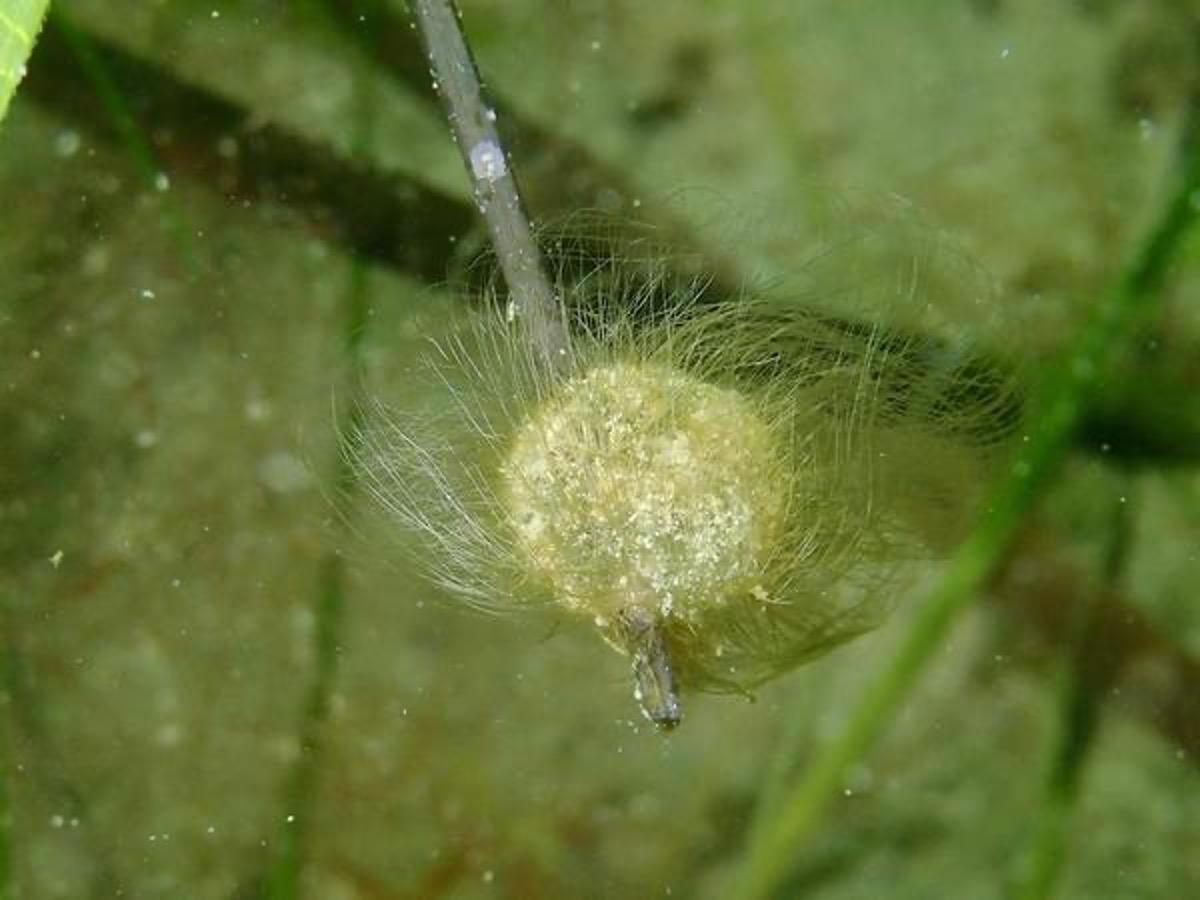 <p>Mystère résolu pour une de mes questions également. Merci Véro et impatient d'avoir les infos complémentaires.</p> <p>Mystère résolu pour une de mes questions également. Merci Véro et impatient d'avoir les infos complémentaires.</p>