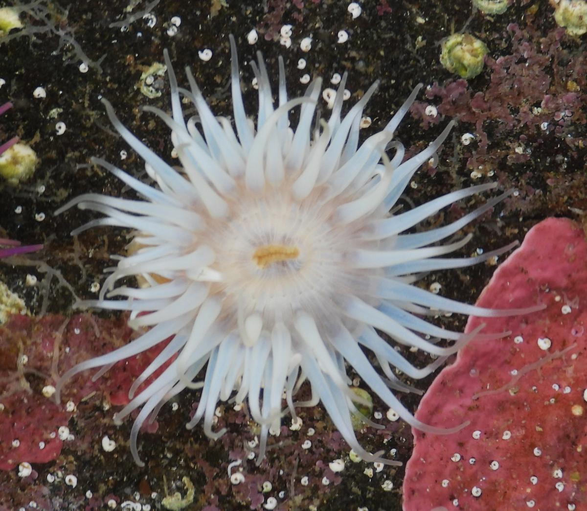 Cylista elegans?