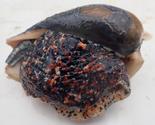 Cymbium sp?