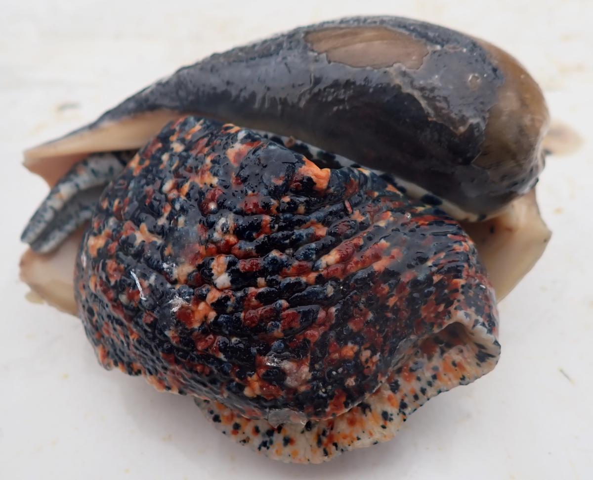 Cymbium sp?