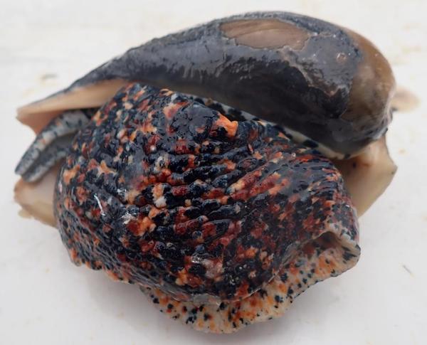 Cymbium sp?