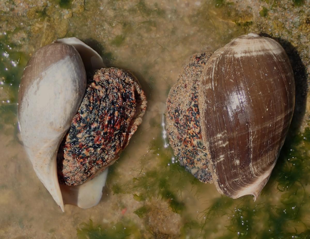 Cymbium tritonis?