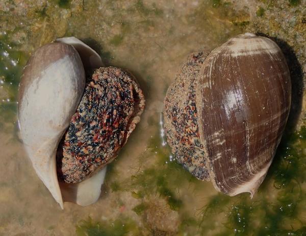 Cymbium tritonis?