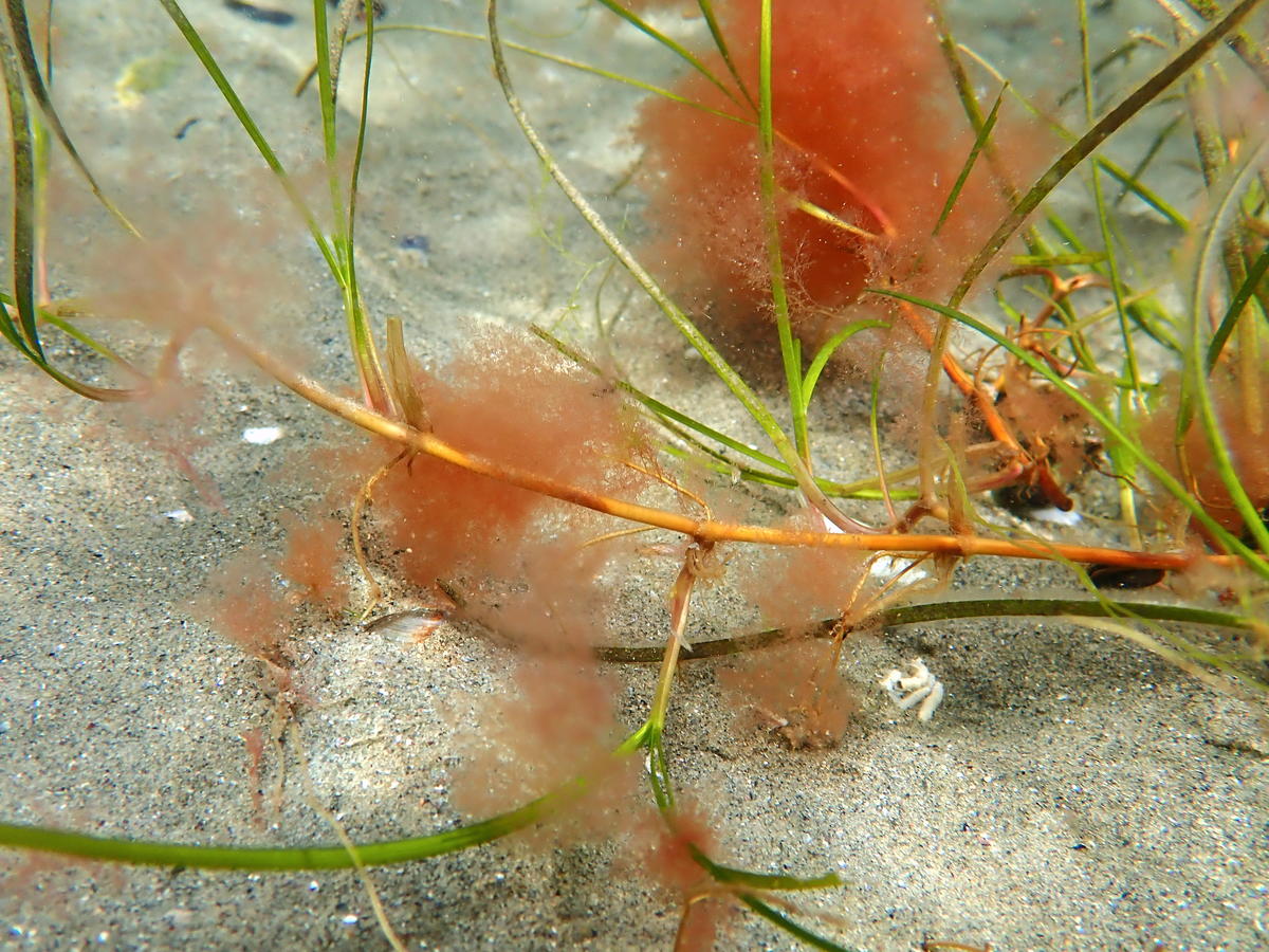 Cymodocea nodosa dans l'étang de Berre ?