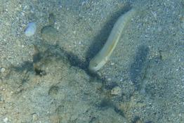 Cymolutes torquatus ou praetextatus ?