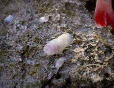 Cymothoa exigua?