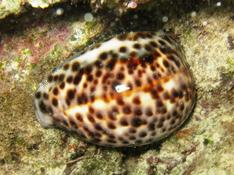 Cypraea pantherina?