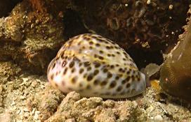 Cypraea Tigris toujours en duo ?