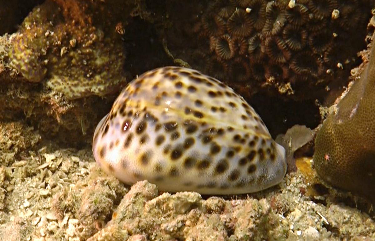 Cypraea Tigris toujours en duo ?