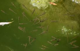 Cypriniformes d'eau douce en banc