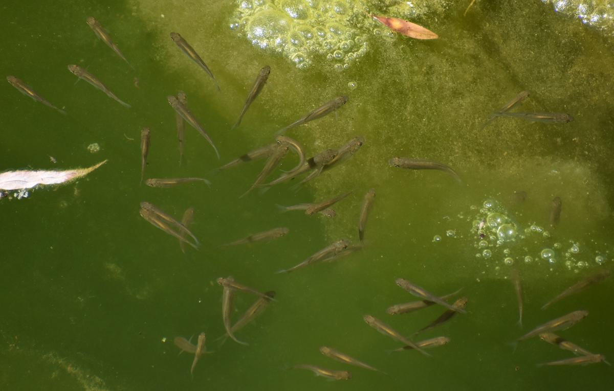 Cypriniformes d'eau douce en banc