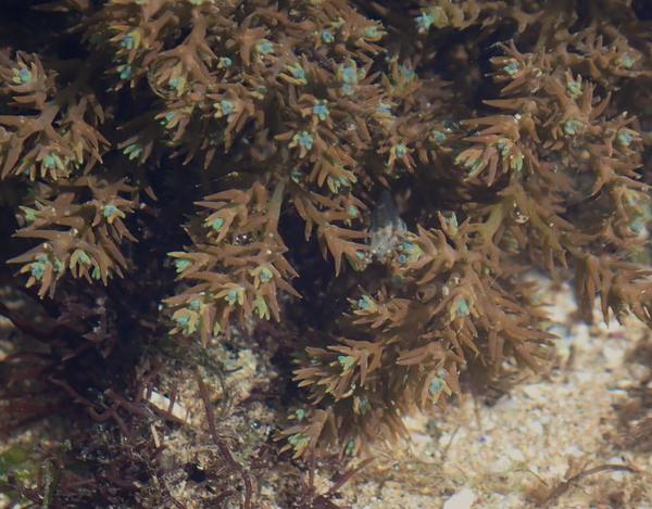 Cystoseira sp?