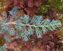 Cystoseira tamariscifoolia?