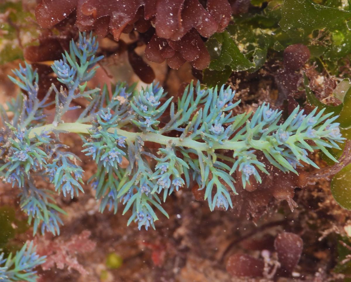 Cystoseira tamariscifoolia?