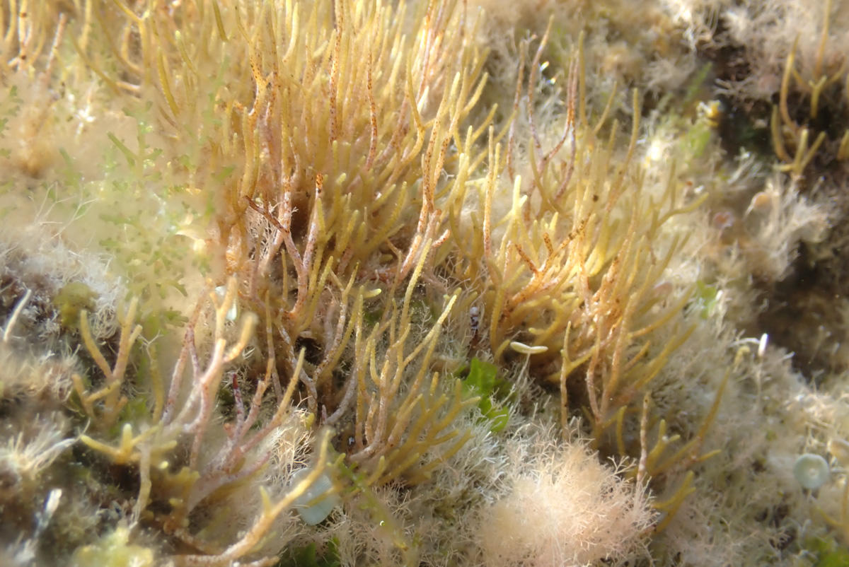 Cystoseire ?