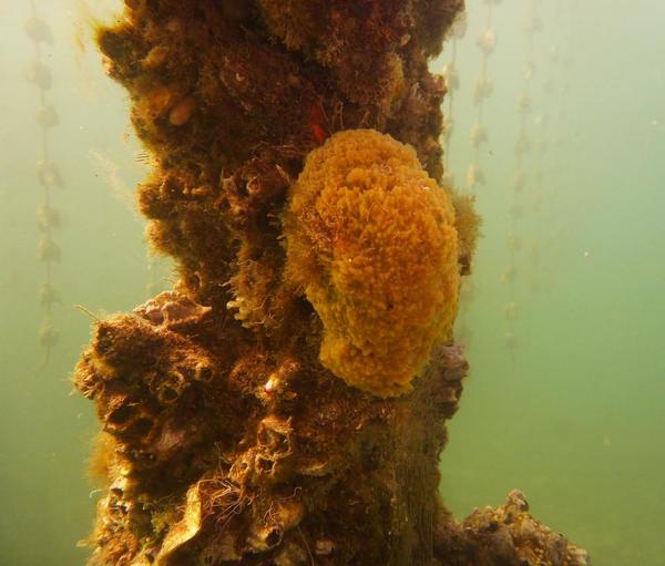 Dans la série , les éponges de Thau, est-ce une orange de mer ?