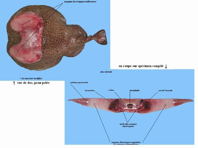interet de la "<em>danse"</em> ?????<br /><br />quant aux organes électriques (image jointe) on les montre classiquement en face dorsale, mais comm...