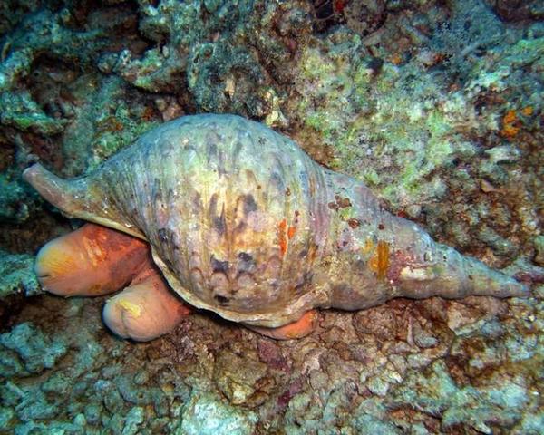 Dardanus Choriaster ? !!! Astérie bernard-l’ermitus ?!!! 