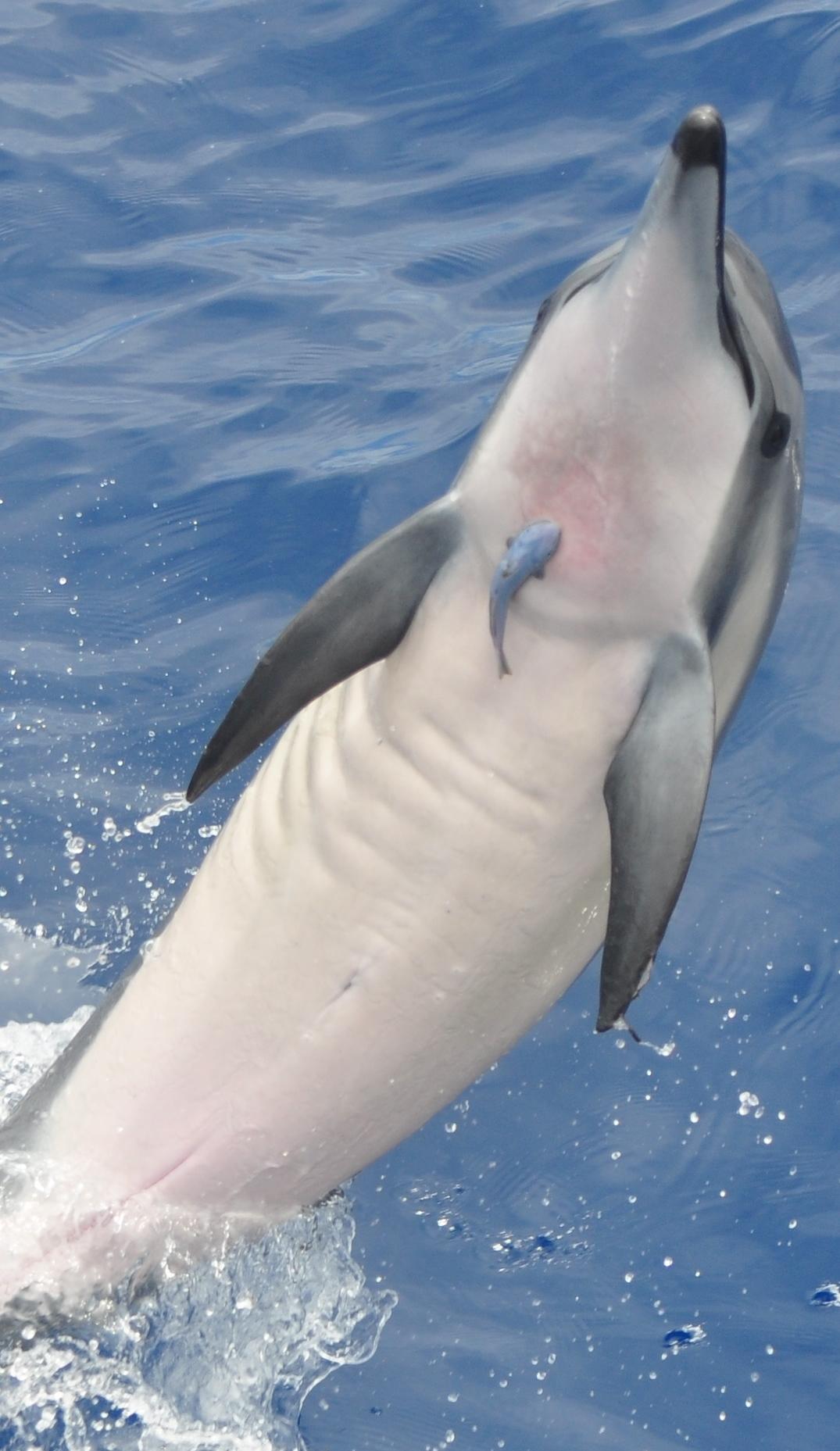 Dauphin long bec(Réunion) les sauts ne visent ils pas à se débarrasser d'un rémora ?