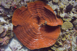 Dde d'Identification Corail Circulaire