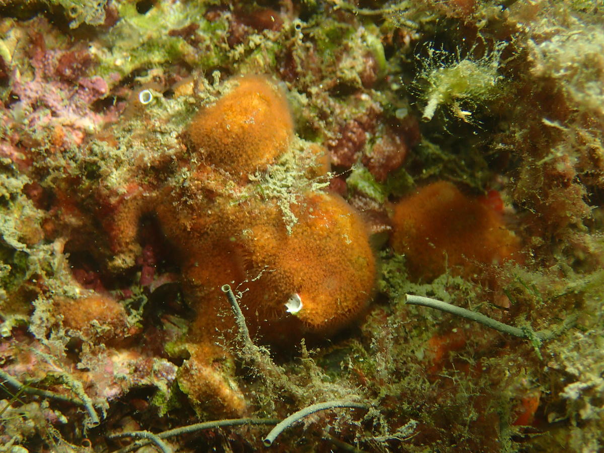 De quel bryozoaire s'agit il ?