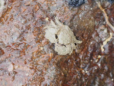 De quel crabe peut-il s'agir?