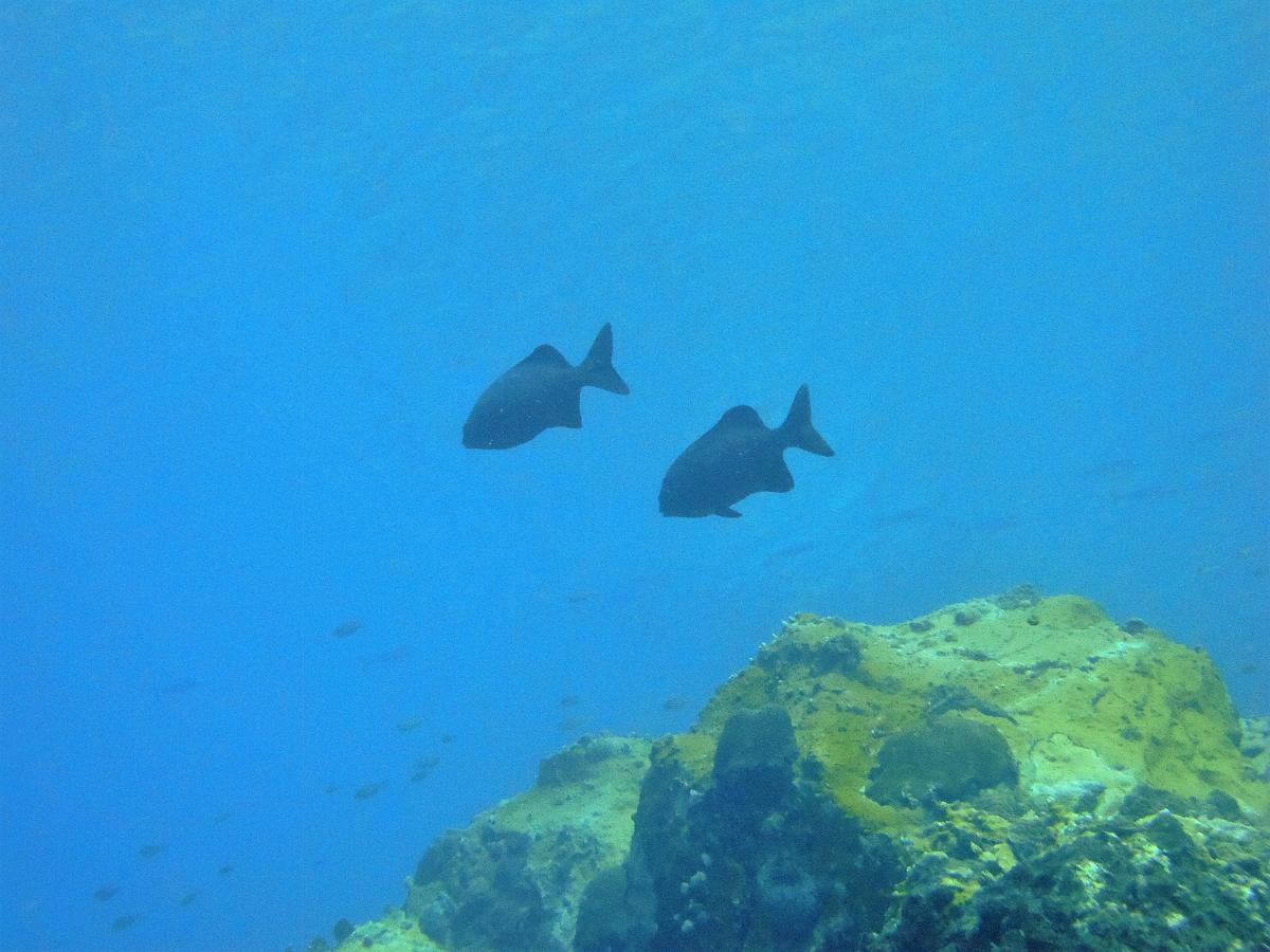 De quel poisson s'agit il ?