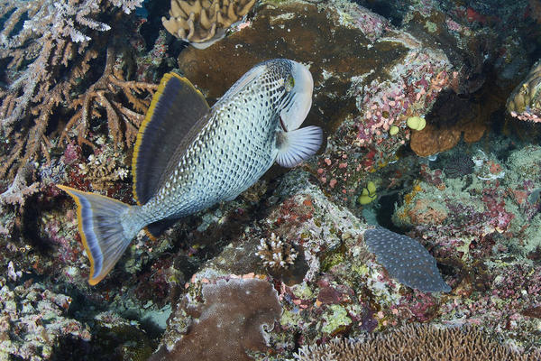 De quel poisson s'agit-il?