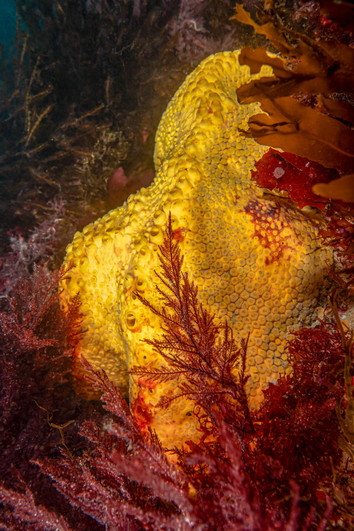 De quelle algue s'agit-il?