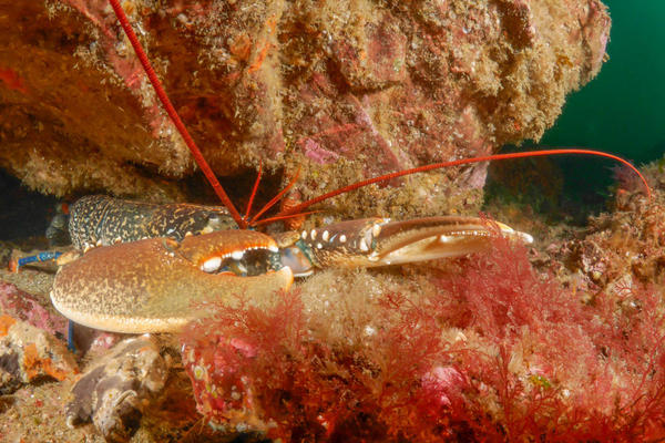 De quelle algue s'agit il?