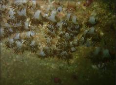 De quelle anémone s'agit-il?