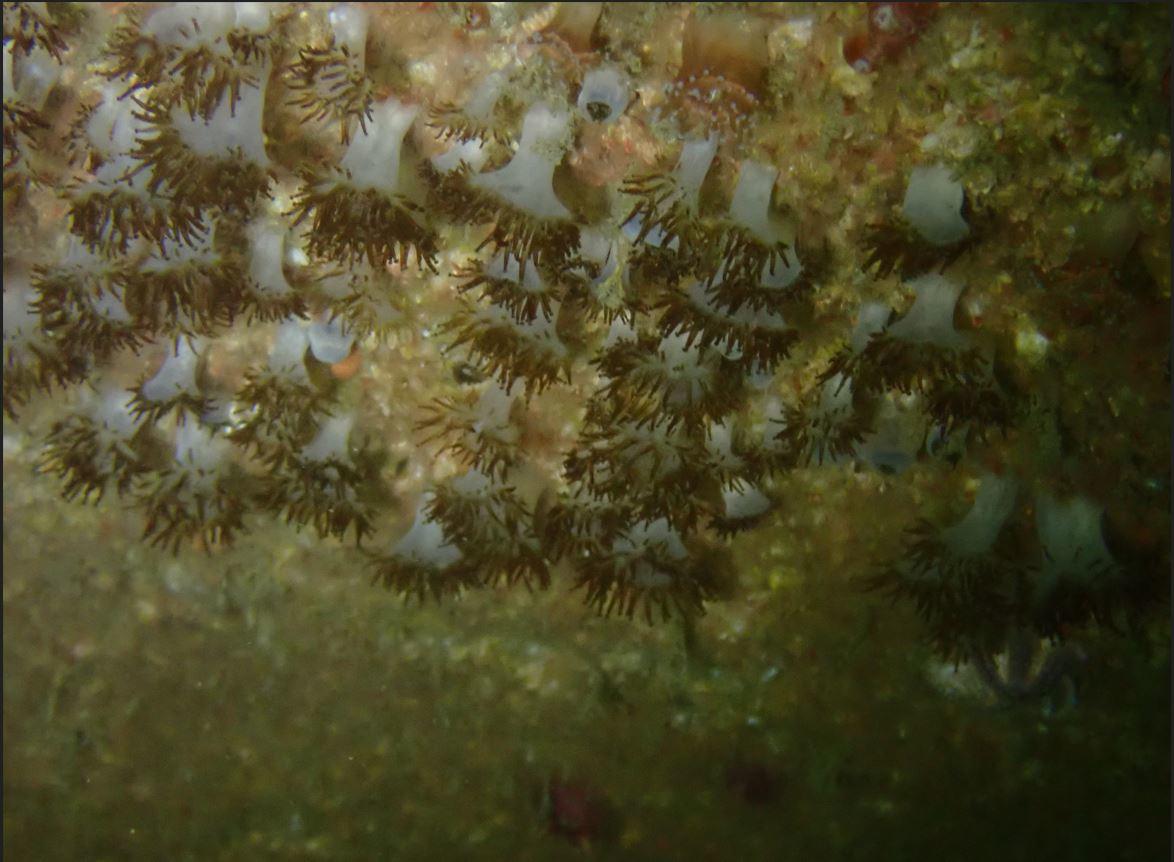 De quelle anémone s'agit-il?