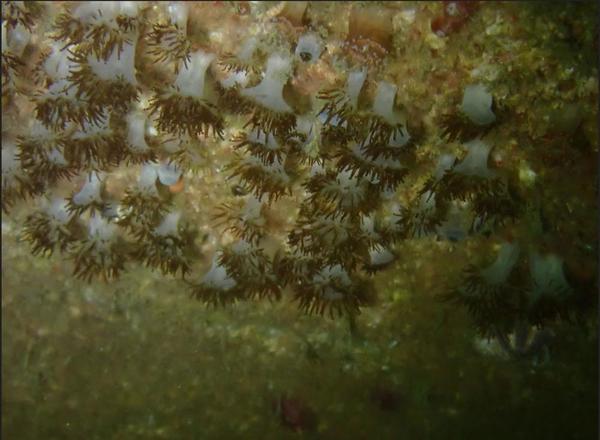 De quelle anémone s'agit-il?