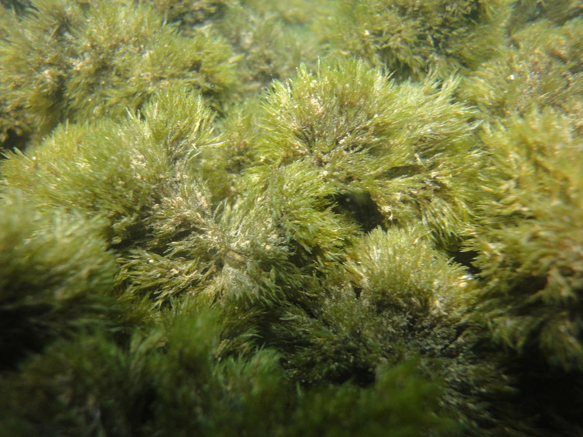 <p>Bonjour,</p><p>je vous remercie pour vos réponses mais j'ai toujours un doute. En effet, j'avais pensé à ces espèces mais ces algues sont vraime...