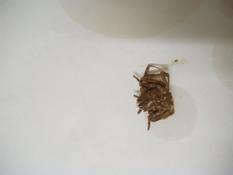 De quelle espèce de crabe s'agit-il ?