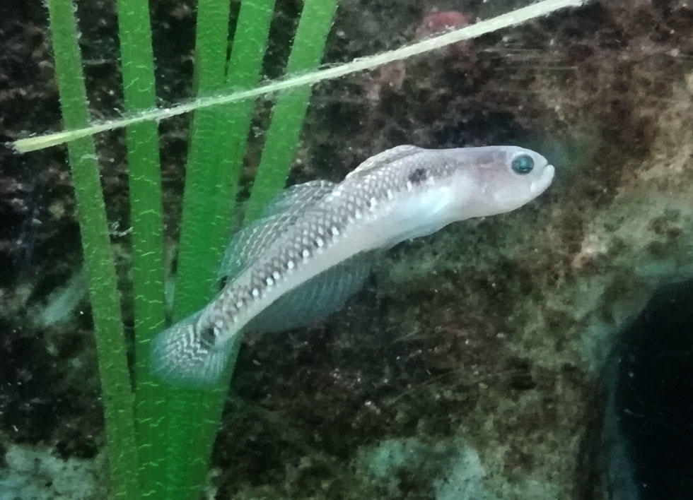 De quelle espèce est ce poisson?