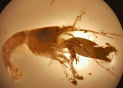 De quelle espèce s'agit-il ?