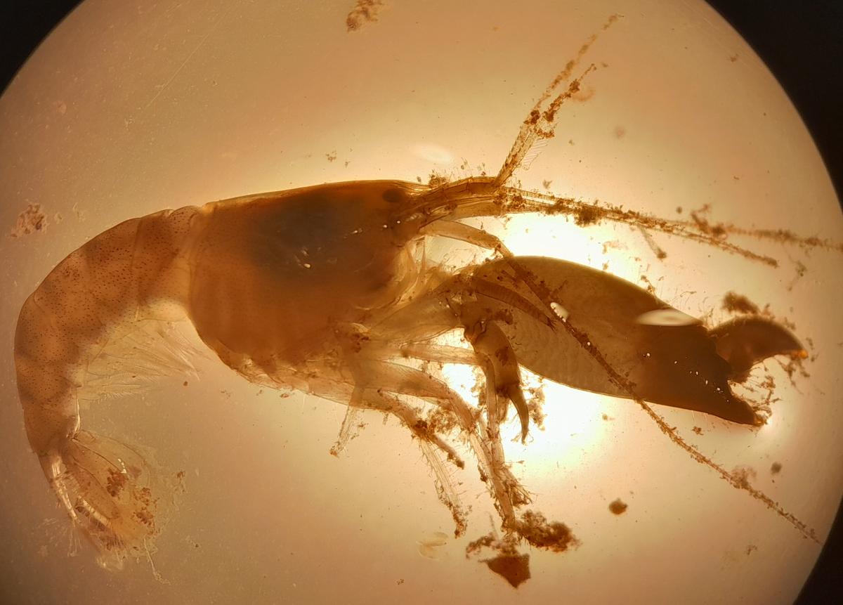 De quelle espèce s'agit-il ?