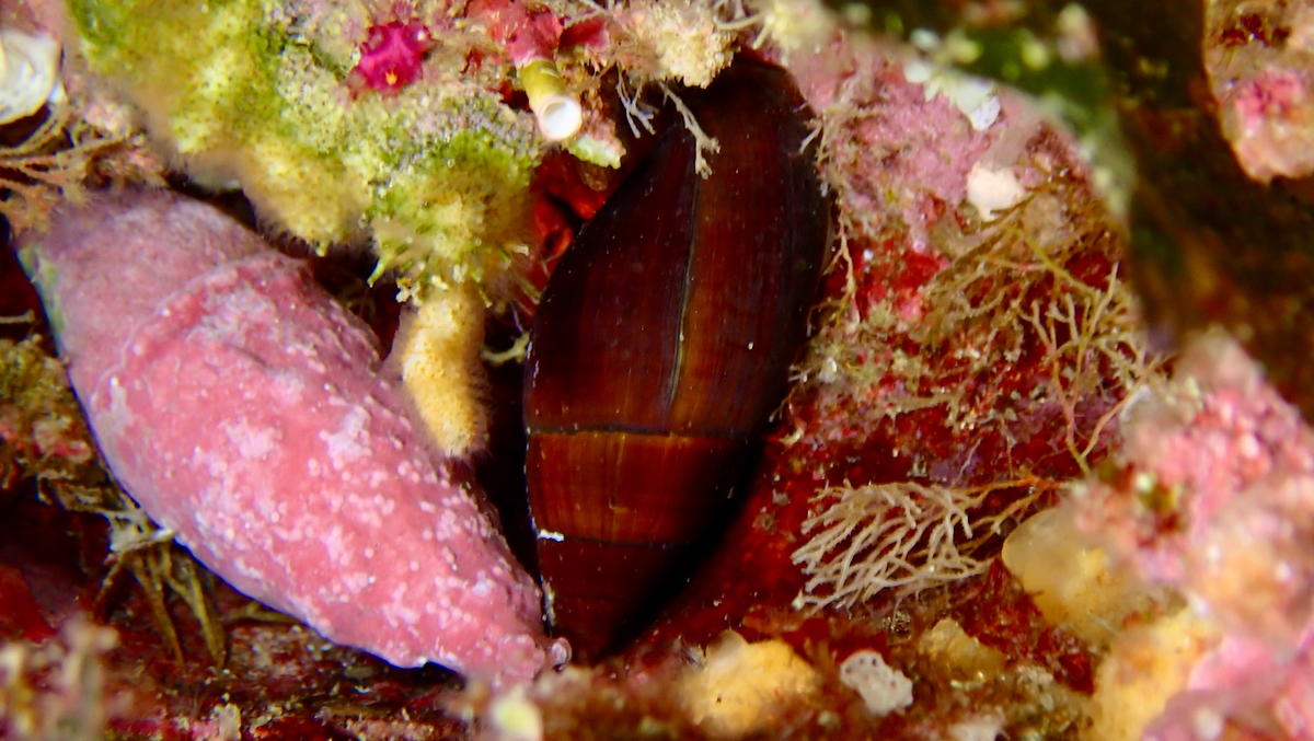 De quelle mitre s'agit-il SVP ?