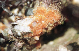 de quelle nature est la matière orange sur le mollusque ?