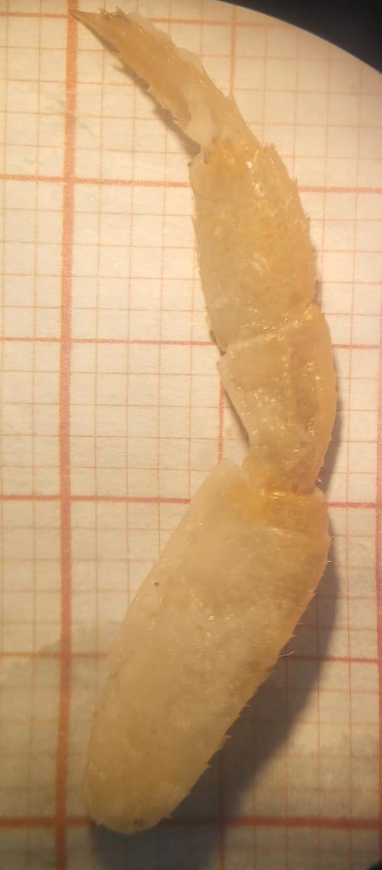 <p>Bonsoir Monsieur </p><p>Voici les mesures de la pâte.</p>