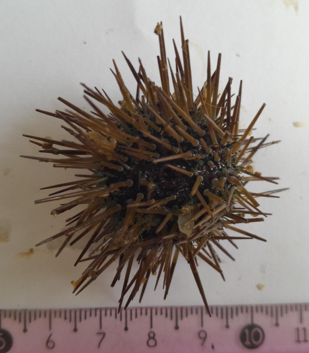 De quelle Oursin s'agit il ?