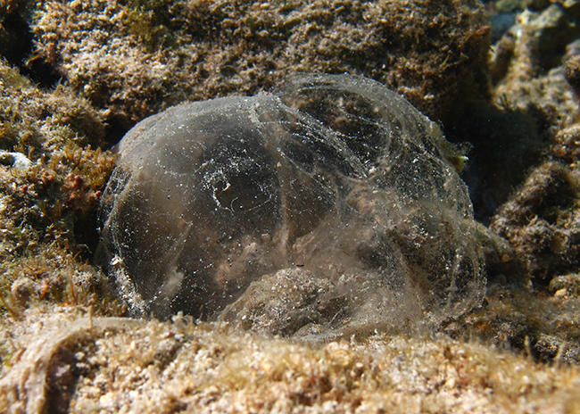 <p>Il pourrait aussi s'agir du reste ratatiné d'un cocon de mucus nocturne de poisson perroquet, comme le suggère la sorte d'entrée (en l'occurrenc...
