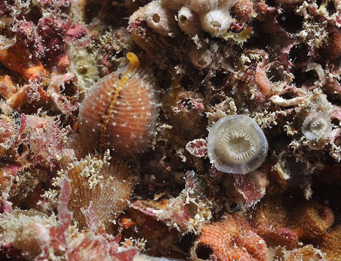 <p>Merci François,</p><p>Tu ne m'as pas laissé le temps de réagir. Je venais juste de me souvenir de ce petit bryozoaire le <em>Plagioecia patina,...