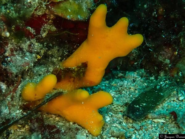 Début de croissance d'axinelle commune ?