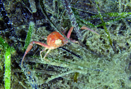Décapode de Corse