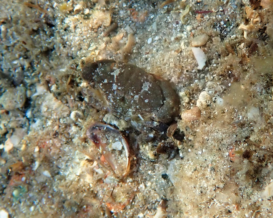 <p>Merci. Du coup ce pourrait être Xantho poressa. Je vous envoie la photo d'un crabe que je pensais être une autre espèce mais c'est peut-être la...